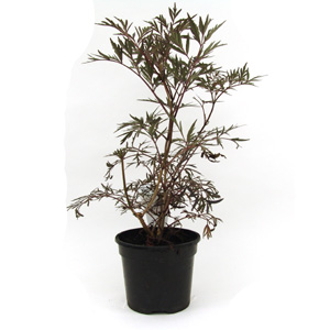 Unbranded Sambucus nigra Black Lace - Common Elder