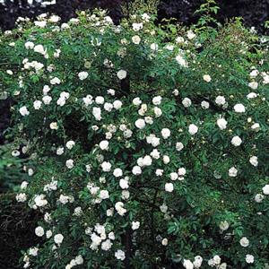 Unbranded Sanders White - Climbing Rose (pre-order now)