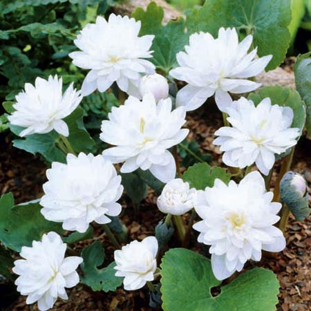 Unbranded Sanguinaria Multiplex Plants Pack of 3 Bare Root