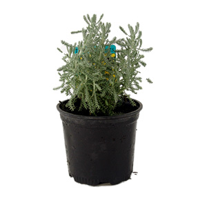 Unbranded Santolina Chamaecyparissus - Cotton Lavender