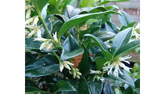 Scented green-white flowers. RHS Award of Garden Merit winner. Height 2m (6); spread 1m (3). Supplied in a 2-3 litre pot.EvergreenFertile moist well-drained soilFull shadeFull sunFully hardyBUY ANY 3 AND SAVE 20.00! (Please note: Offer applies only f