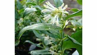 Stiff but arching stems with fragrant white blossoms. Supplied in a 2-3 litre pot.EvergreenFertile moist well-drained soilFrost hardyFull shadeFull sunBUY ANY 3 AND SAVE 20.00! (Please note: Offer applies only for plants that have this wording.)