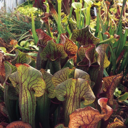 Unbranded Sarracenia Mixed Seeds (Hooded Executioner)