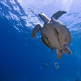 Satang Island Excursion - Adult