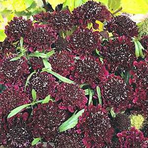 Unbranded Scabiosa Ace of Spades Seeds