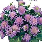 Unbranded Scabiosa Alpina Blue Diamonds Seeds 423648.htm