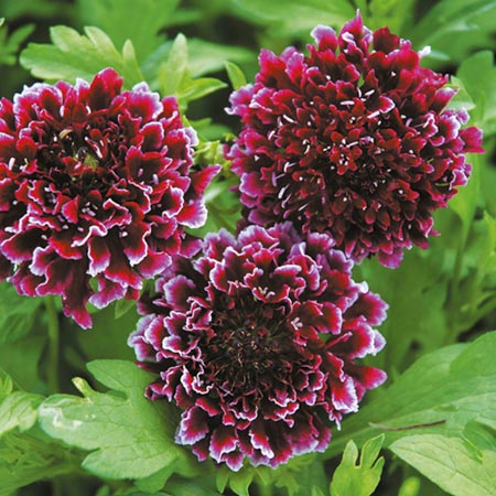 Unbranded Scabiosa Barocca Plants Pack of 3 Pot Ready Plants