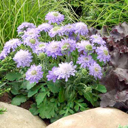 Unbranded Scabiosa Blue Diamonds Plants Pack of 16 Pot