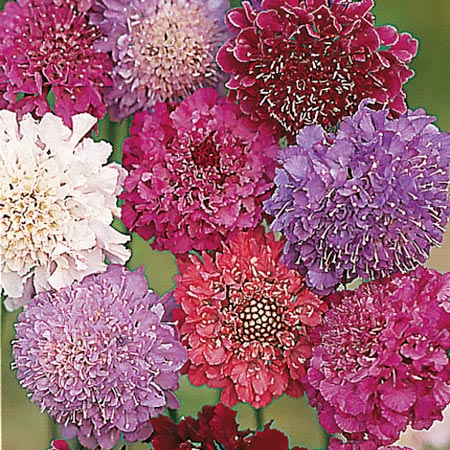 Unbranded Scabiosa Dobies Giant Hybrids Seeds (Scabious)