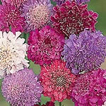 Large  double flowers in shades of pink  cerise  crimson  lavender  blue  dark maroon and white. Pri