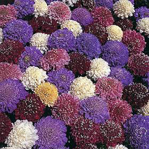 Unbranded Scabiosa Dwarf Double Mixed Seeds