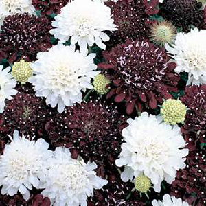 Unbranded Scabiosa Ebony And Ivory Seeds
