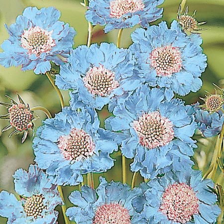 Unbranded Scabiosa Fama Seeds (Scabious) 14 Seeds