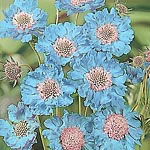 Unbranded Scabiosa Fama Seeds