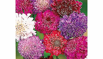 Unbranded Scabiosa Seeds - Dobies Giant Hybrids