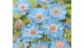 Unbranded Scabiosa Seeds - Fama