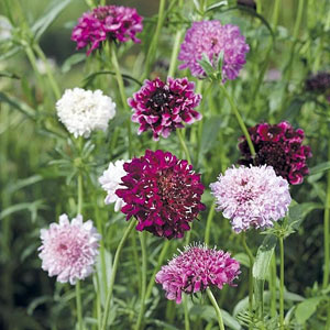 Scabious Pin Cushion Mix Seeds