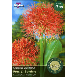 Unbranded Scadoxus Multiflorus Bulb