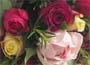 Scented English roses Medium