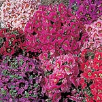 Unbranded Schizanthus Star Parade Seeds 145179.htm