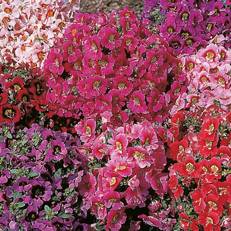 Unbranded Schizanthus Star Parade Seeds (Butterfly Flower)