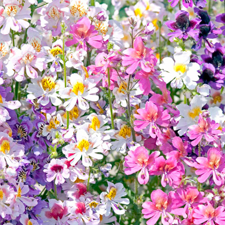 Unbranded Schizanthus Tinkerbell Mixed Average Seeds 280