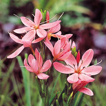Unbranded Schizostylis Fenland Daybreak Plants Pack of 3