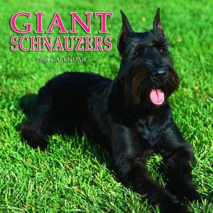 Schnauzer - Giant Calendar