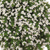 Unbranded Scopia Plants - WHITE Pack of 6 Pot Ready Plants