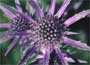 Sea Holly (Eryngium planum Blue Dwarf)