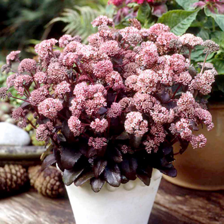 Unbranded Sedum Picolette Plants Pack of 3 Pot Ready Plants