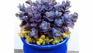 The nectar-rich blooms of these drought-tolerant late summer-flowering perennials form perfect landing pads for butterflies and other pollinators. And theyre incredibly easy to grow! Blue Pearl - Intense smokey-blue unique colour succulent foliage to