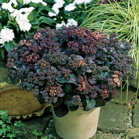Unbranded Sedum Xenox Plants Pack of 3 Pot Ready Plants