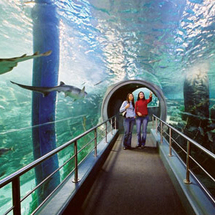 Unbranded See Melbourne Attraction Pass - 2-Day Pass Adult