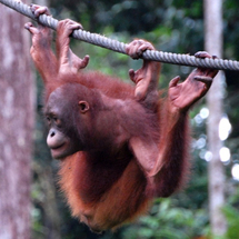 Sepilok Orang Utan Rehabilitation Centre in Sandakan - Adult