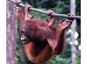 A once-in-a-lifetime opportunity to get up close with the mesmirising wild man of Borneo
