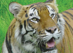 Unbranded Shadow a big cat keeper