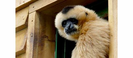 Unbranded Shadow a Monkey Keeper Experience