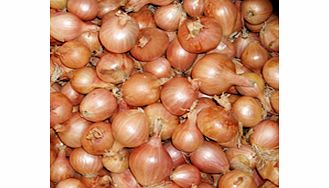 Unbranded Shallot Ambition F1