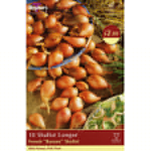 Unbranded Shallot Banana Bulbs - Longor