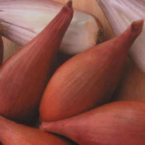 Unbranded Shallot Banana Seeds