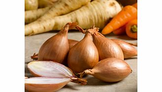 Unbranded Shallot Bulbs - Red Gourmet