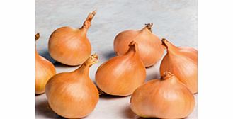 Unbranded Shallot Bulbs - Yellow Moon