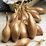 Unbranded Shallot Bulbs: French Jermor 174115.htm