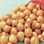 This superb variety will consistently produce heavy crops of good flavoured shallots that keep well 