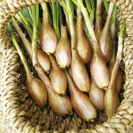 Unbranded Shallot Bulbs Pesandor - French Pack of 400g