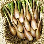 Unbranded Shallot Bulbs: Pesandor 174142.htm