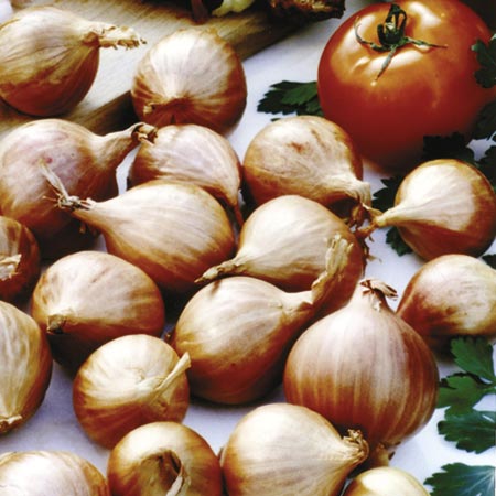 Unbranded Shallot Bulbs Red Gourmet 400g Pack