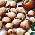From the same breeders that produced the superb Golden Gourmet shallot  comes the new variety Red Go