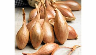 Unbranded Shallot French Bulbs - Jermor